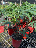 4" Alocasia Brancifolia